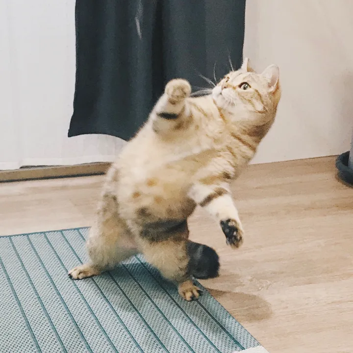 @cokoco.cats