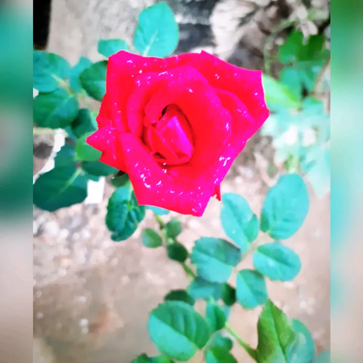 bably8888