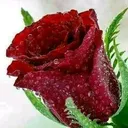 @vereshvs