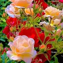 @user8160505724069