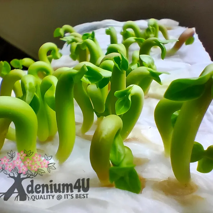 adenium4u