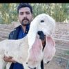 umarfarooqfarm0