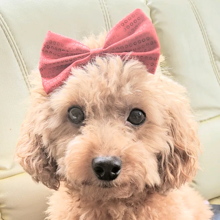 makaronsan