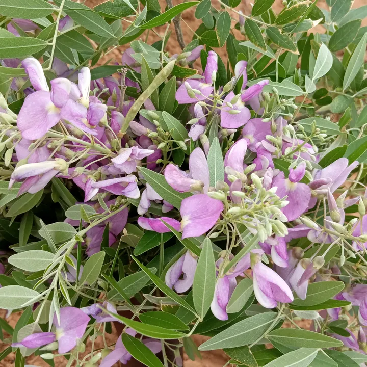 @baikanisathish65