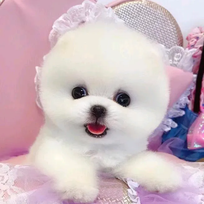 pipi.puppy