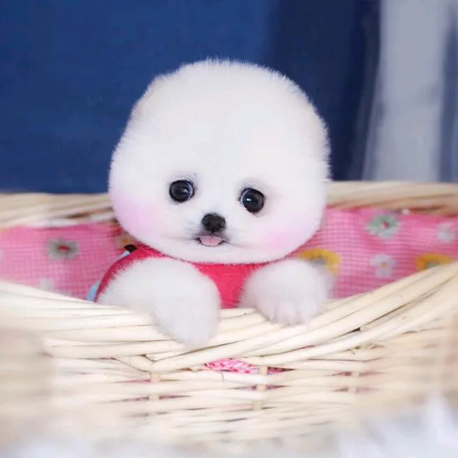 @pipuy.com