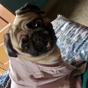 @lucky_chai_