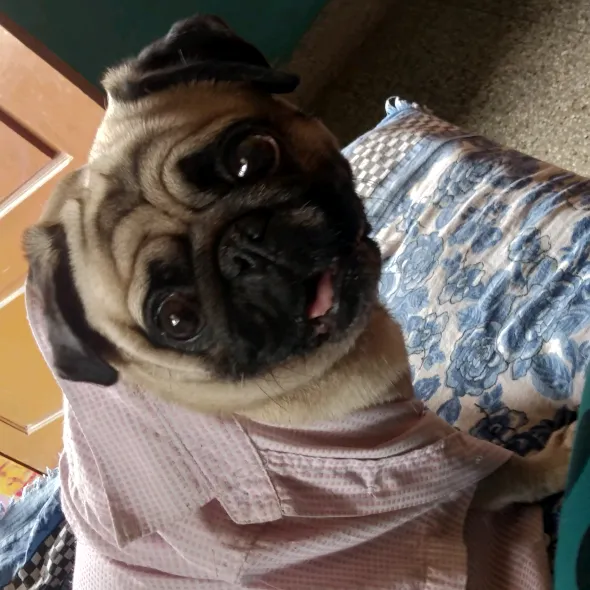 lucky_chai_