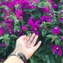 @syf.m
