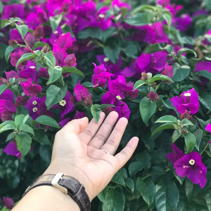 @syf.m
