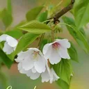 @killilalitha7