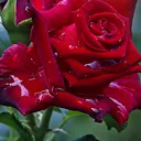 @barshananda12
