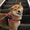 soba_shiba