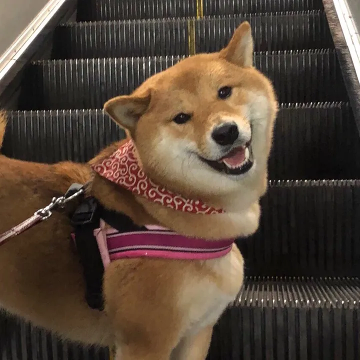 soba_shiba