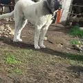 @oguzcelebi4