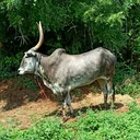 @thalamurugesh03