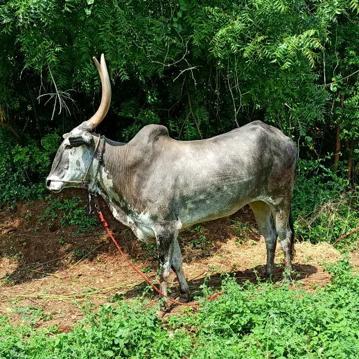 thalamurugesh03