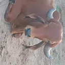 @bali_dangar