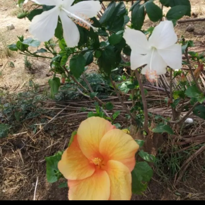 @dhanudanu0