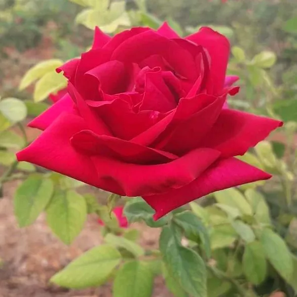 veeranjaneyulu8