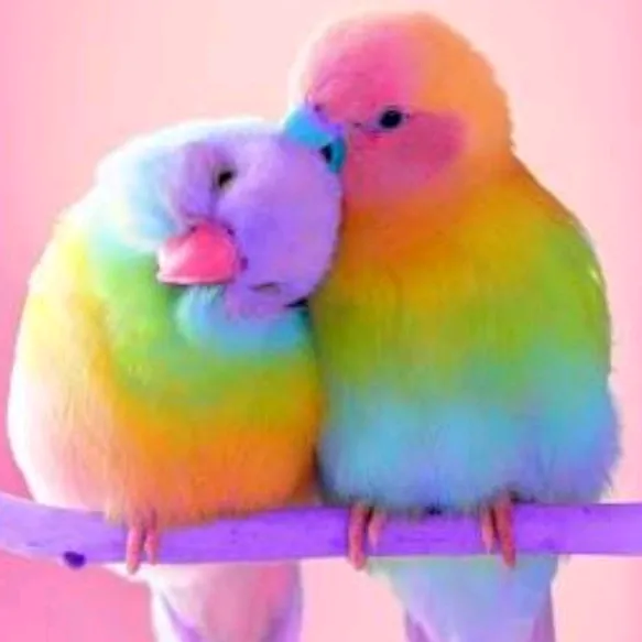 @shivani__bunny