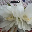 @etishreenayak5