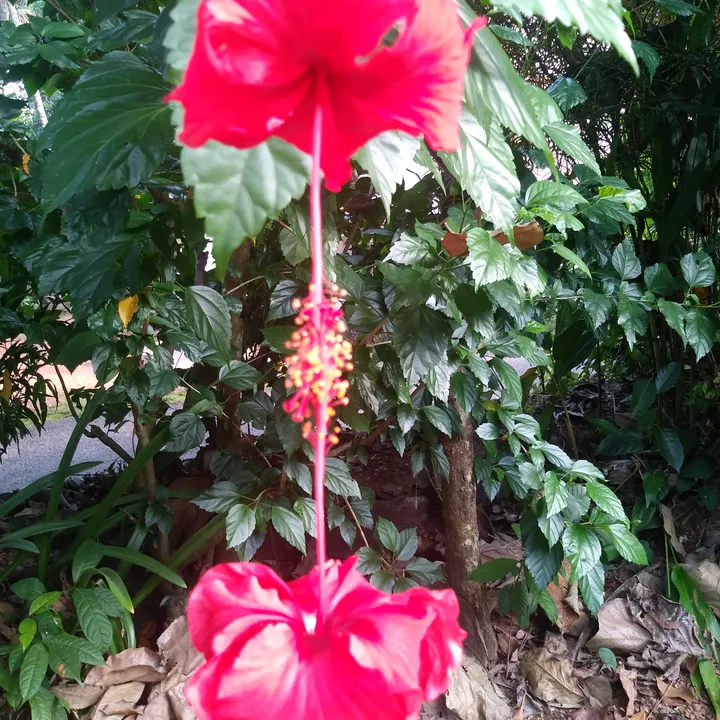 @adi_durga