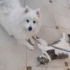 laska35_267