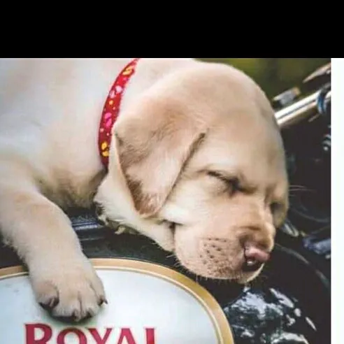 möûśúmî