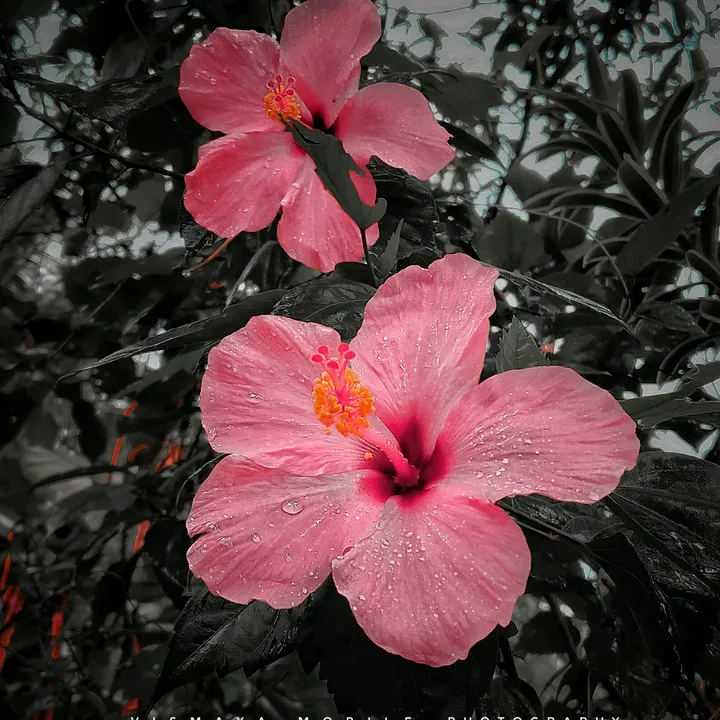 vismaya_malus
