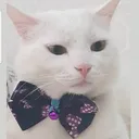 @azaphanecanlari