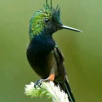 @jayakrishnan329