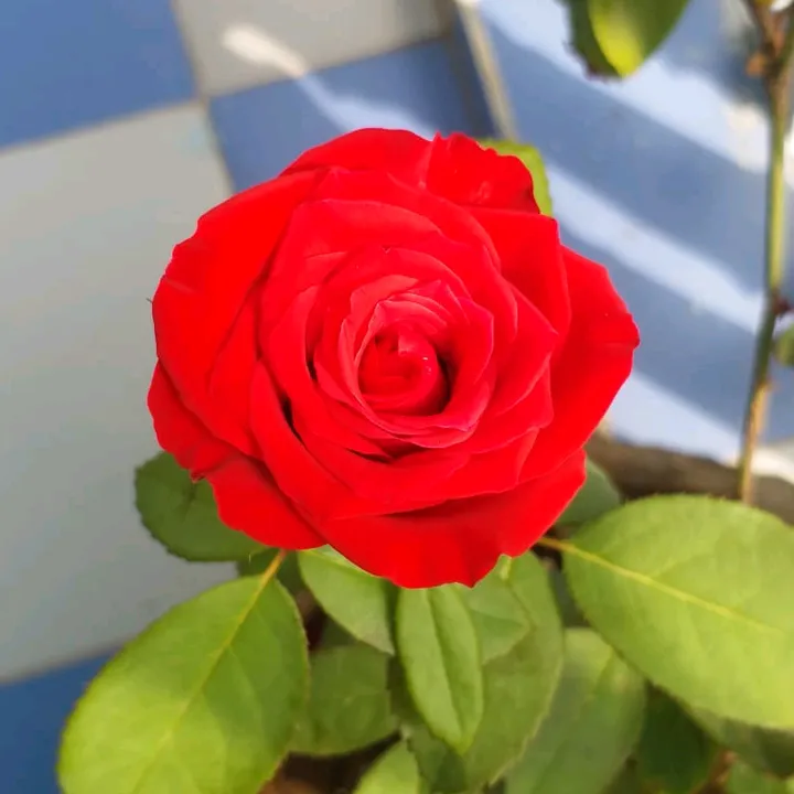 @boinajeevitha