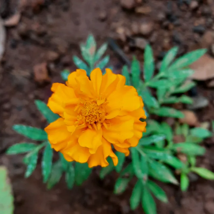 sabithvellila999