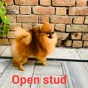 @jugnugill35
