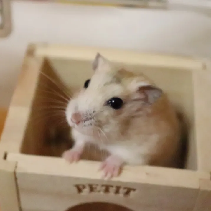 smmikko