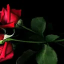 @user4030785771518