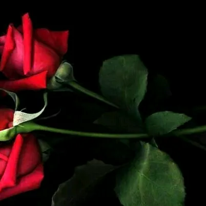 @user4030785771518