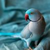aadu_more1