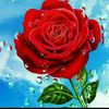 user4353727957185