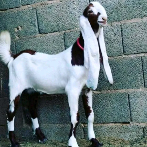 lavidhariwal2000