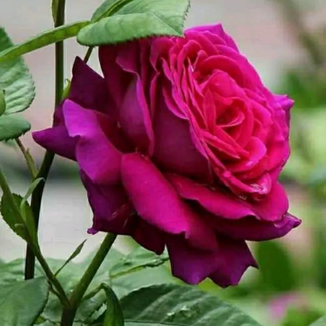 chuhangopalvgopal8