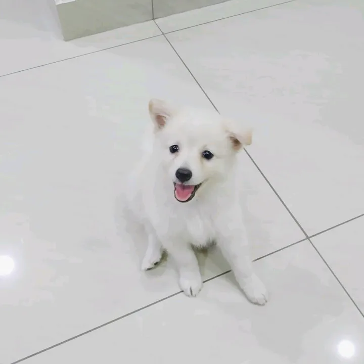 @devikasajeev003