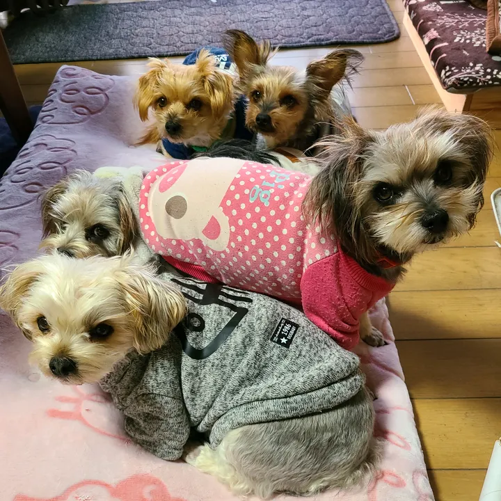 8dogs.and.family