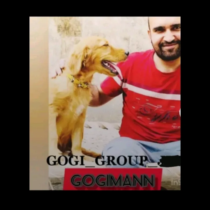 @gogigroup