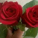 @daminisharma39