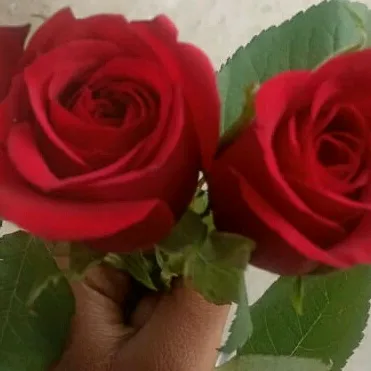 @daminisharma39