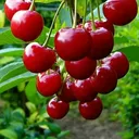 @sumantalohar6