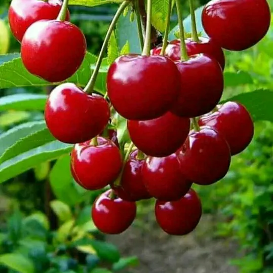 @sumantalohar6