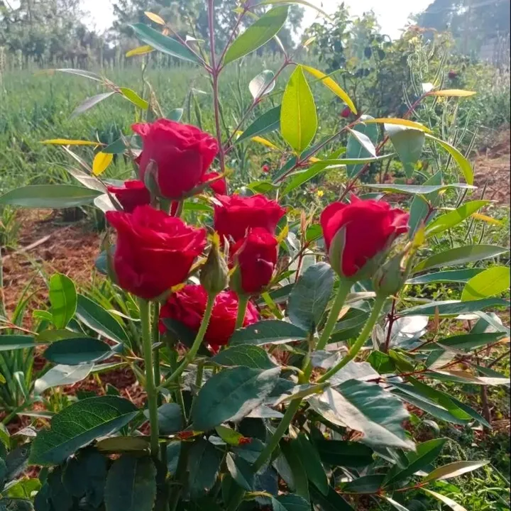 rathika100